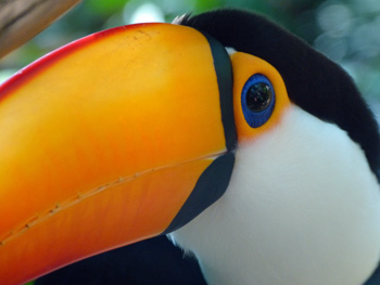 toucan